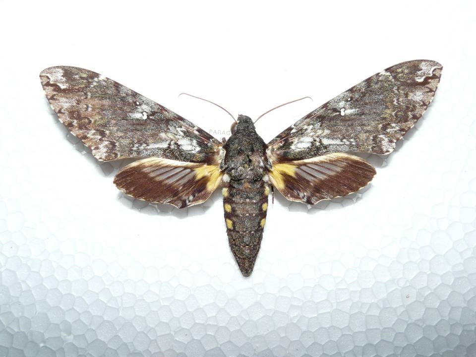 FIGURE 1g FIGURE 1g